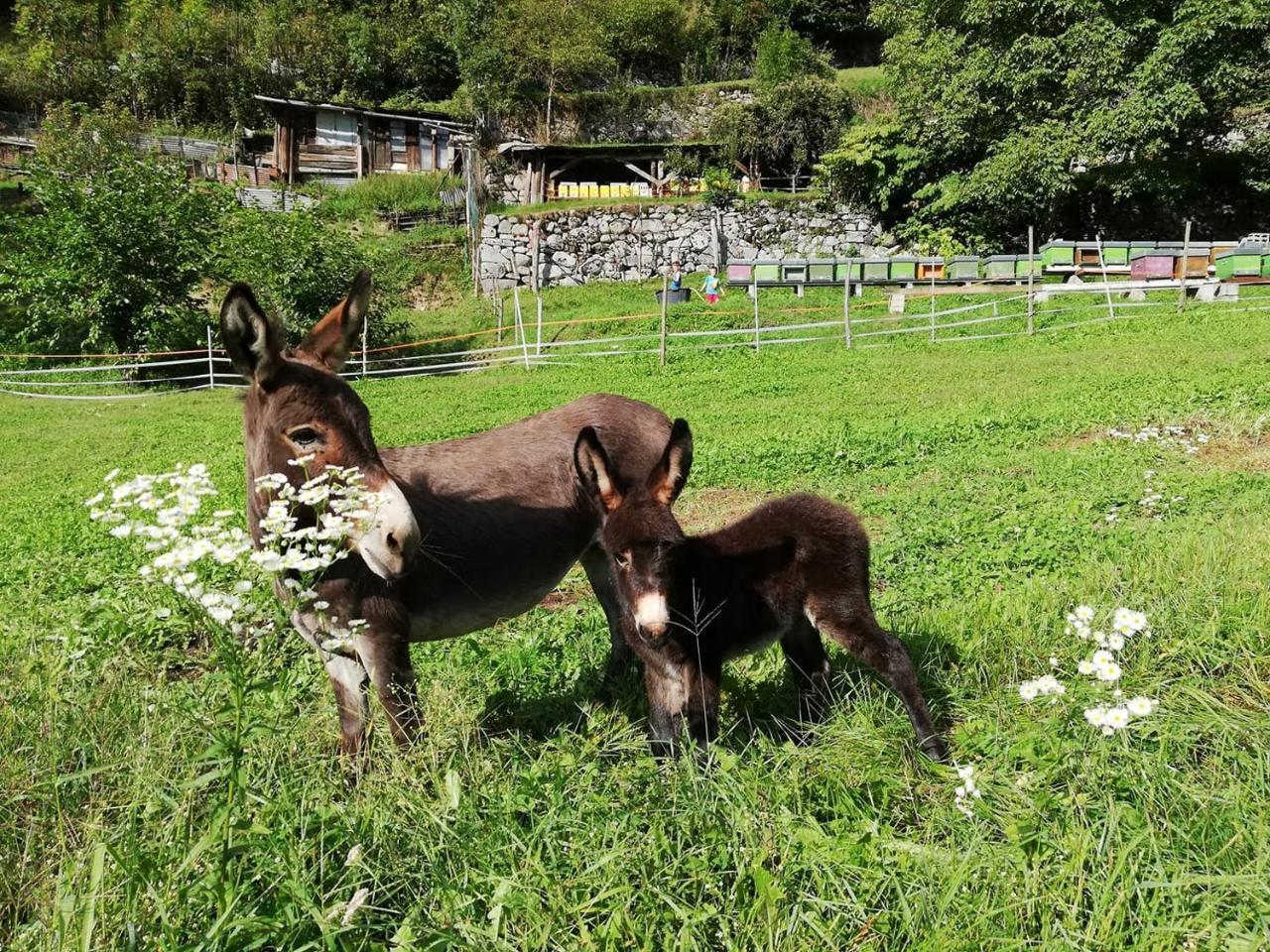 Giustino Agriturismo Dalla Natura La Salute المظهر الخارجي الصورة